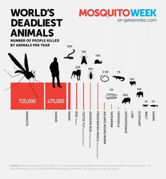 Mosquitoes Kill More People All Other Animals Combined