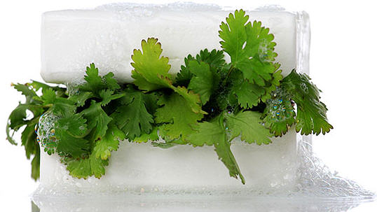 Why People Don’t Like Cilantro