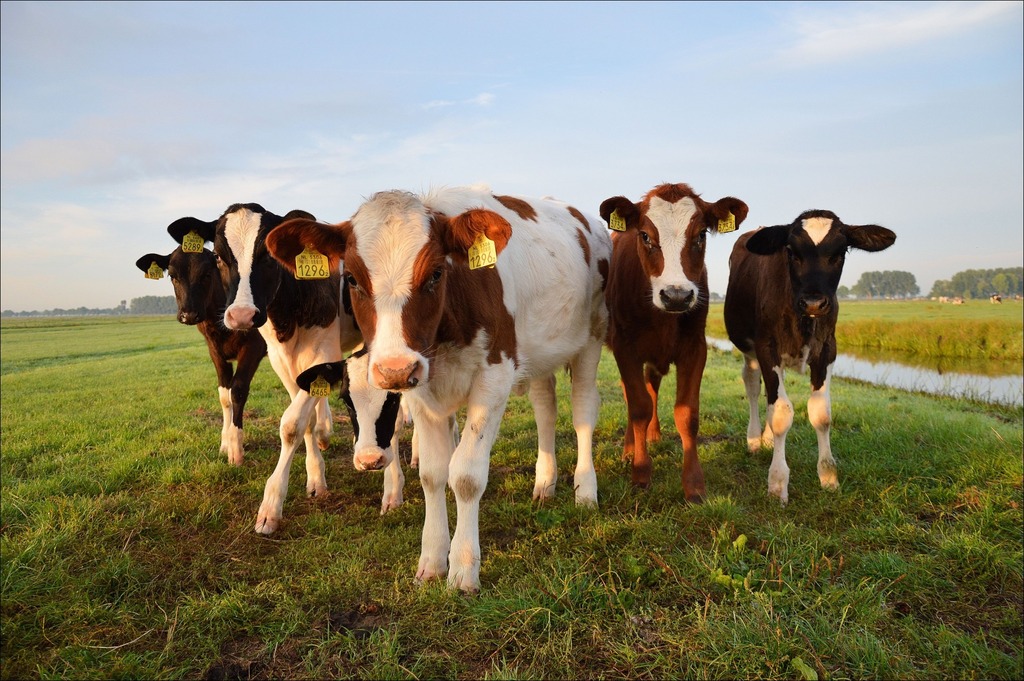 Farm Veterinarian Shortage