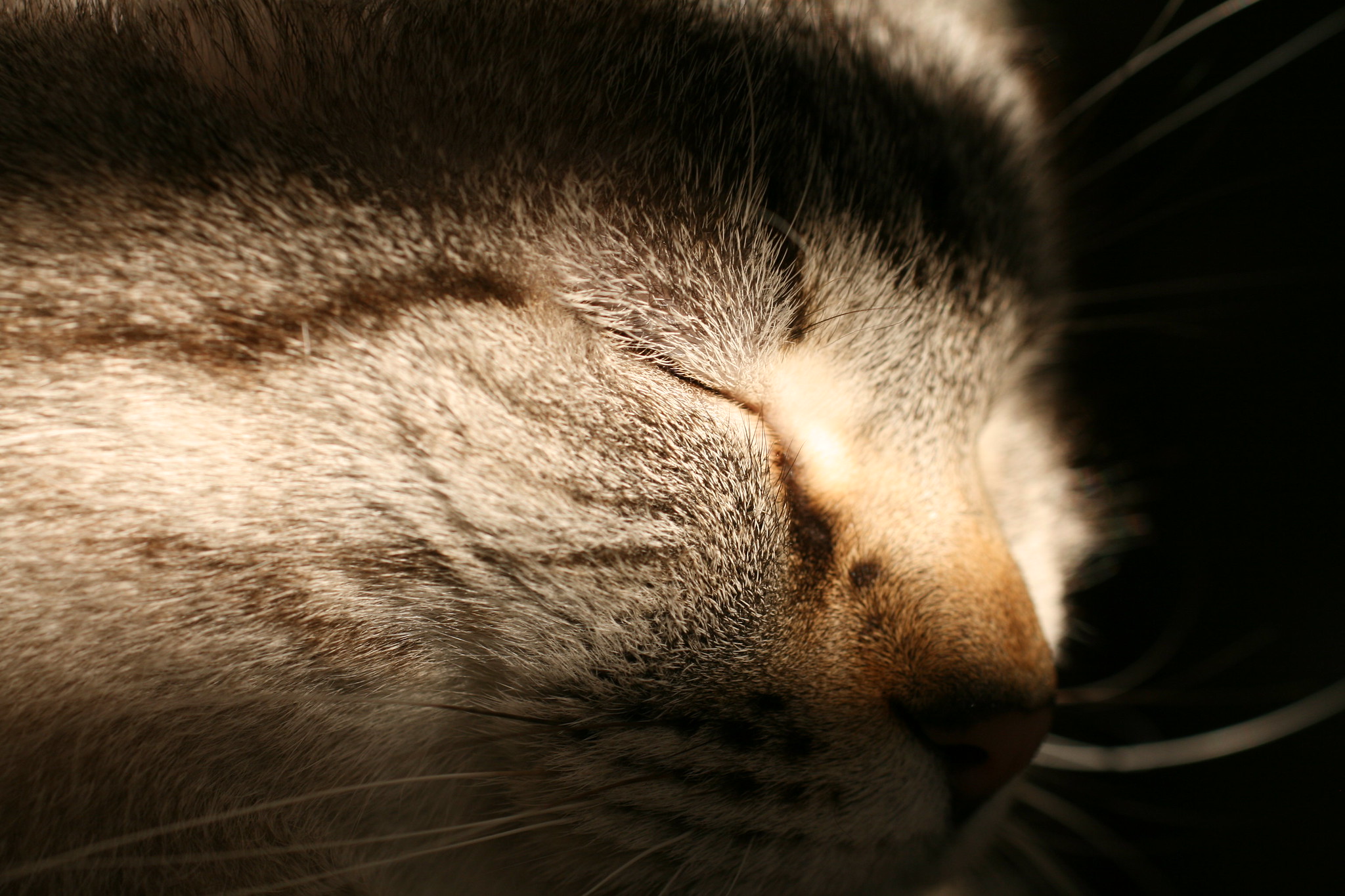 SunTabs
