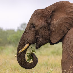 Coming back to note that I posted an elephant this morning without thinking about its political symbolism as the emblem of the Republican Party.