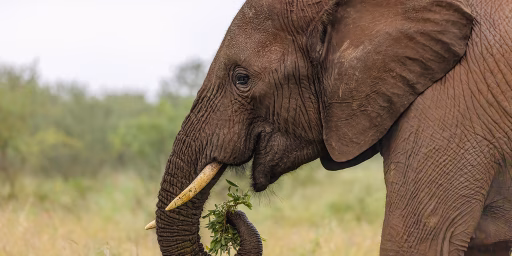 Coming back to note that I posted an elephant this morning without thinking about its political symbolism as the emblem of the Republican Party.