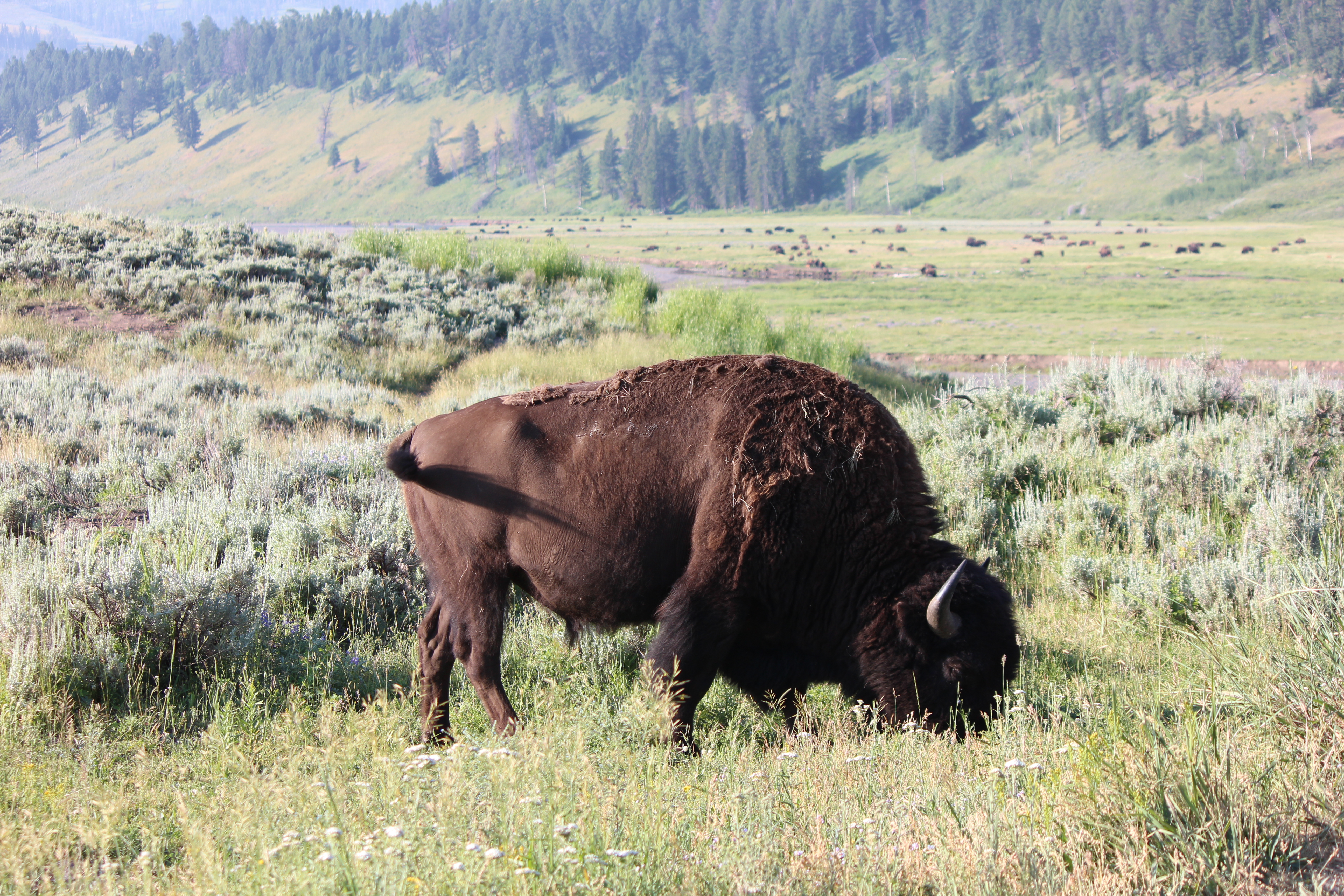 Twenty-five Things I Appreciate about America at 250 Years