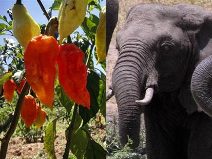 World’s Hottest Chili to Repel Elephants